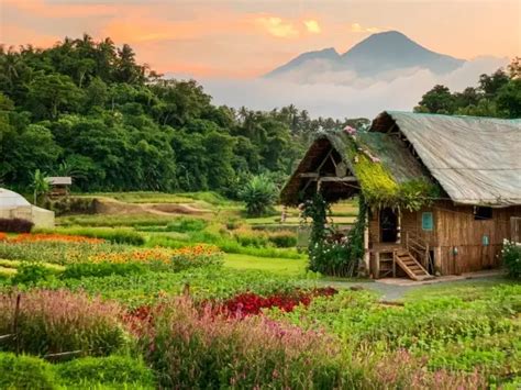 bukid porn|Bukid Porn Videos .